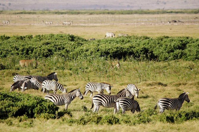 2 Days Amboseli National Park Safari - Reviews and Testimonials