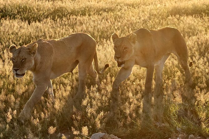2 Days Amboseli Park Overnight Private Safari - Frequently Asked Questions