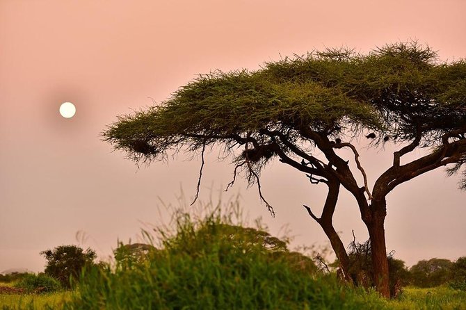 2 Days Amboseli Private Safari - Directions
