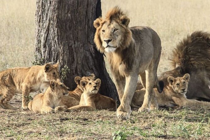 2 Days Budget Safari (Tarangire) - Review Ratings and Sources