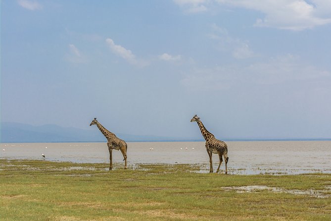 2 Days Explore to Tarangire Park, Ngorongoro Crater and Lake Manyara (Comfort) - Tour Details