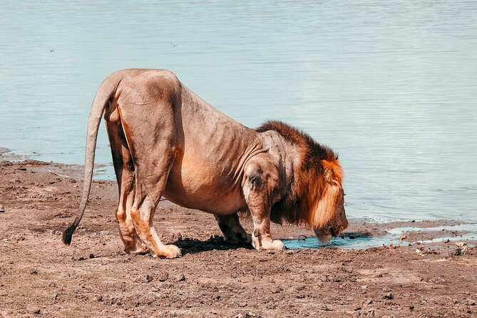 2 Days Fly In Selous Classic Safari Tour Ultimate Game Drives - Important Reminders