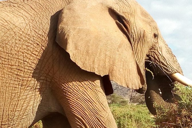 2 Days Maasai Mara National Reserve Safari From Nairobi - The Sum Up