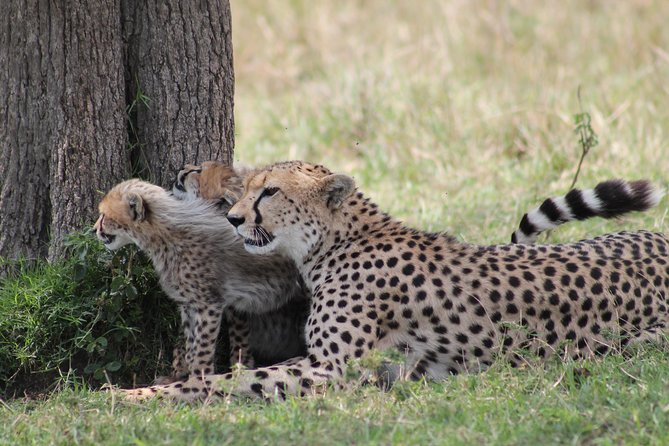 2 Days Masai Mara Safari - Booking and Cancellation Policies