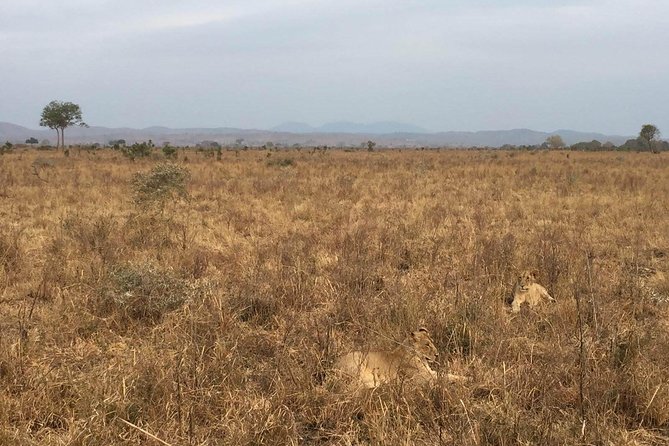 2 Days Ngorongoro & Tarangire From Zanzibar - Additional Info