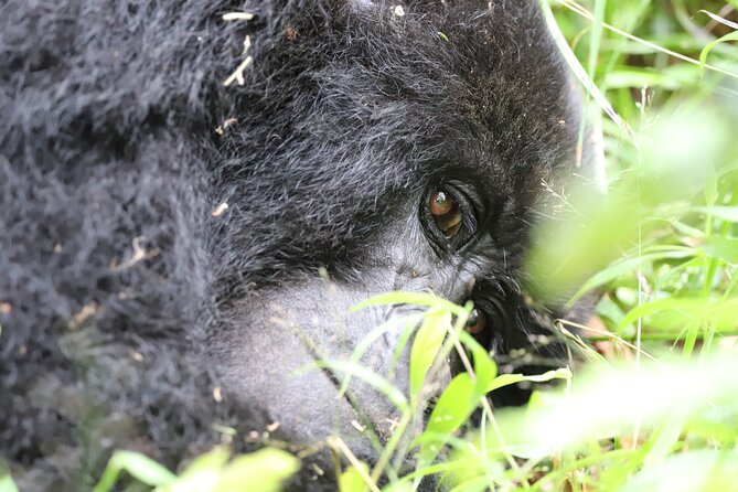 2 Days Private Gorilla Tracking in Uganda From Kigali Rwanda - Customer Reviews