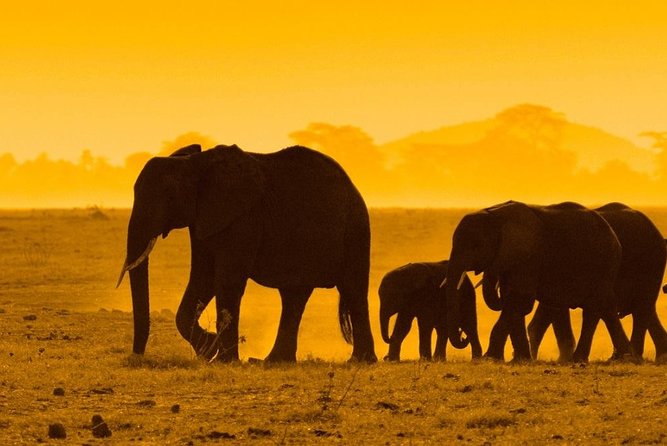 2 Days Private Tour to Ngorongoro and Tarangire National Park - Reviews and Ratings