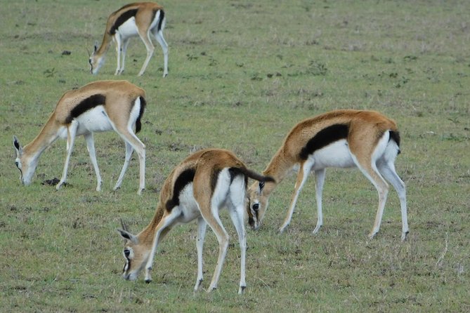 2 Days Tsavo East and West - Frequently Asked Questions