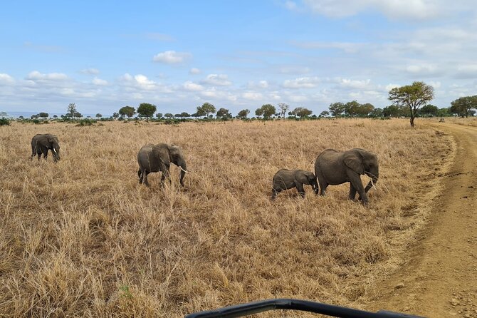 2 DAYS ZANZIBAR TO MIKUMI Flight Safari - Transportation and Logistics