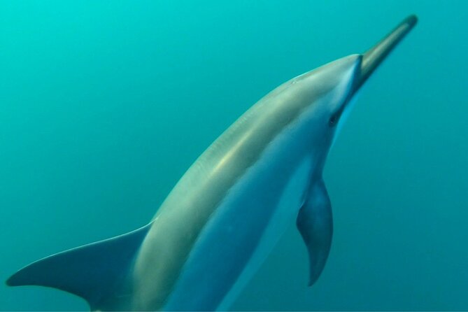 2-Hour Dolphin Excursion in Mauritius - Frequently Asked Questions