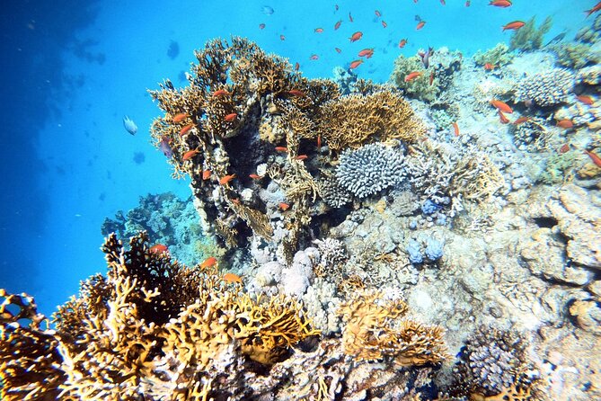 2-Hour Private Scuba Experience in Aqaba - Booking Information