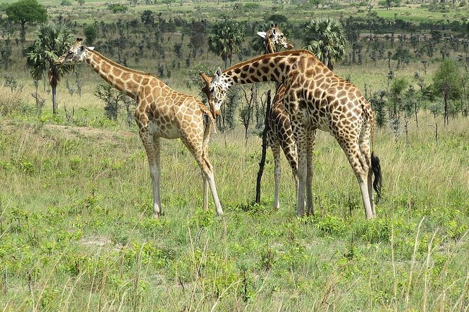 20 Days Combined East African Adventure Safari - Transportation and Accommodation Details