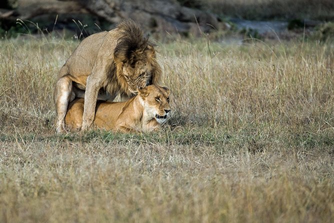 2days Spectacular Tanzania Safari - Accessibility and Participation