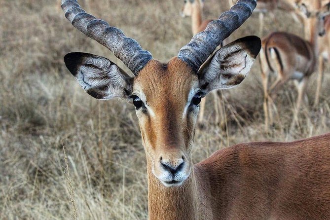 3-Day Akagera National Park Tour - Important Information for Travelers