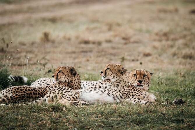 3-Day Masai Mara Luxury Safari - Frequently Asked Questions