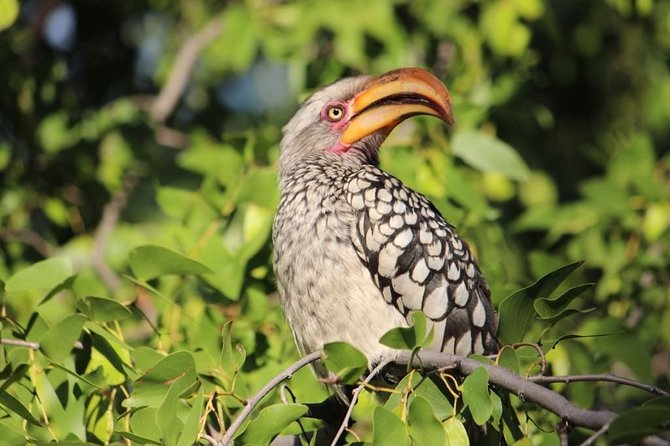3 Day Mokoro Camping Safari - Boro Island Adventure - Price and Cancellation
