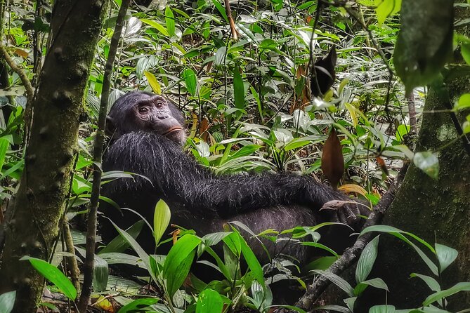 3-Day Private Chimpanzee Trekking Safari in Kibale Forest - Directions