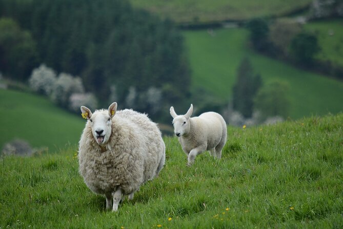3 Day Private Northern Ireland Tour - The Sum Up