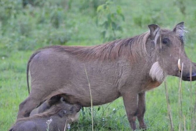 3-Day Private Safari of Murchison Falls National Park - Safari Activities
