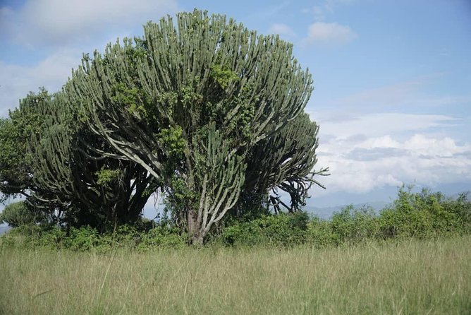 3 Day Queen Elizabeth National Park - The Sum Up