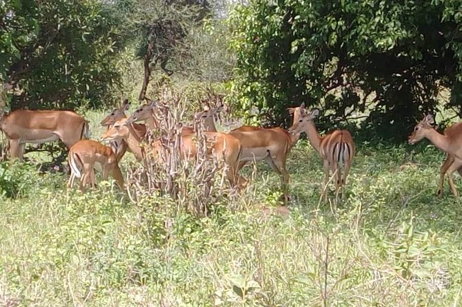 3 Days 2 Nights Safari to Mikumi National Parks by Bus Transfer - Wildlife Sightings and Ecosystem Insights