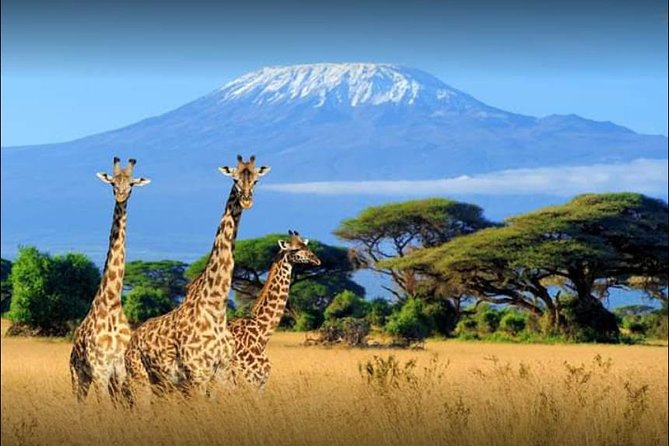 3 Days (2 Nights); Tsavo East & Amboseli Safari: - Traveler Requirements