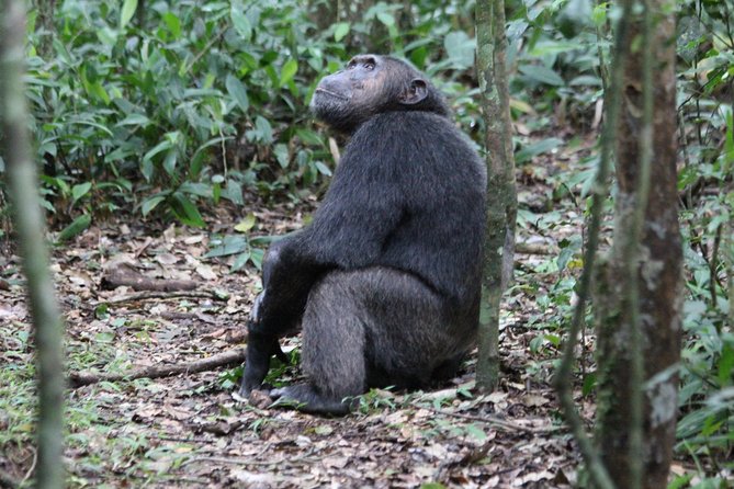 3-Days Chimpanzee Tracking Kibale Uganda - Directions and Meeting Point