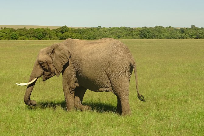 3 Days Masai Mara Safari - The Sum Up