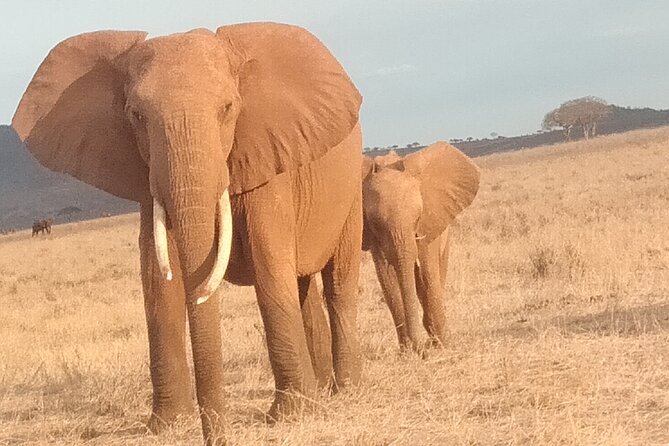 3 Days Safari Tsavo East and West - The Sum Up