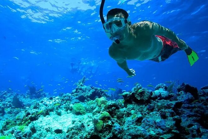 3 Hour Snorkeling and Dolphin Watching Experience in Muscat - Additional Information