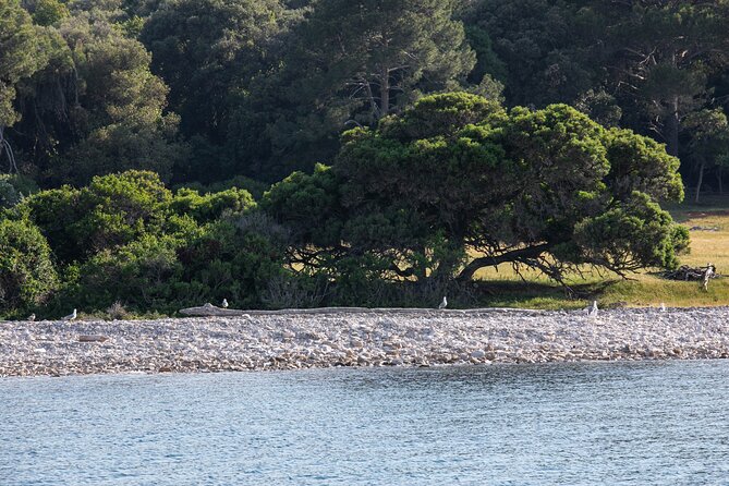 3 Hours Shared Sunset and Dolphin Safari in Fažana - Important Reminders