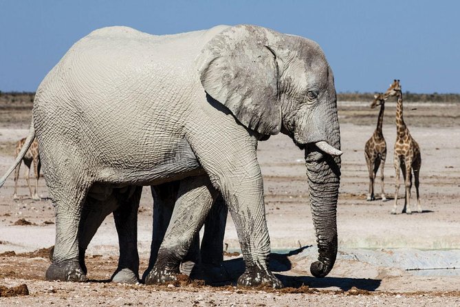 4 Day Etosha National Park and Swakopmund Camping - Exploring Swakopmund Attractions