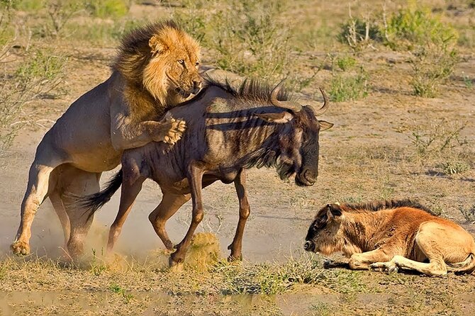 4-Day Private Tour in Masai Mara - Logistics and Meeting Instructions