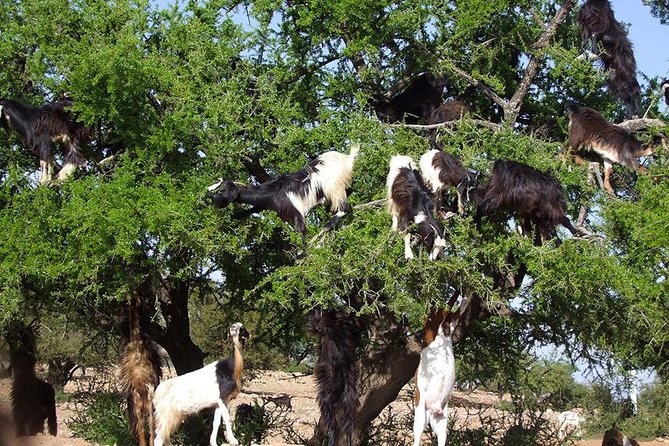 4 Days & 3nights Agadir to Zagora Desert Marrakech and Essaouira - Booking and Pricing Details