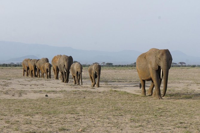 4 Days Mombasa Safari – Tsavo West, Amboseli & Tsavo East National Parks - Important Information for Travelers