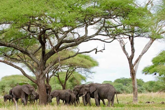 4 Days Tanzania National Parks Private Safari From Zanzibar - Price and Reviews