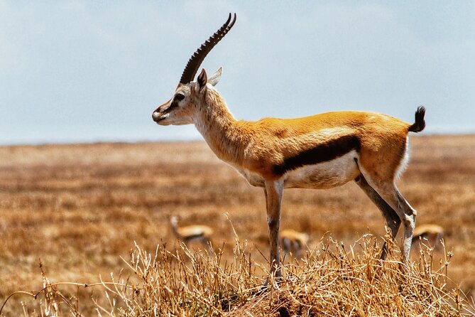 4 Days Tanzania Safari - Frequently Asked Questions