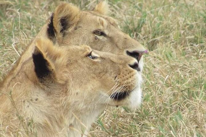 4 Days Tanzania Safari From Zanzibar Itinerary - Day 4: Ngorongoro Crater to Zanzibar