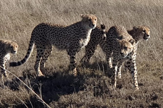 4 Days Tarangire / Serengeti / Ngorongoro & Manyara - Booking Information