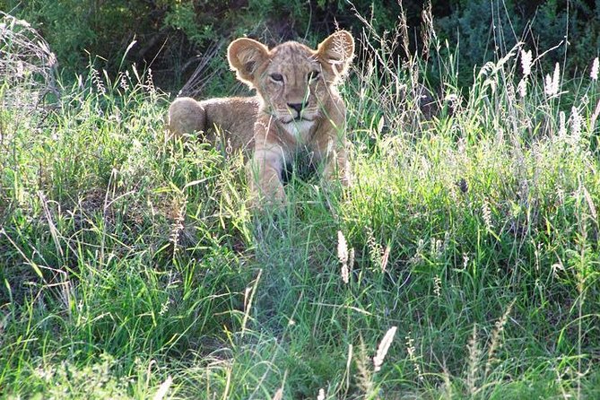 4 Days Tour Masai Mara Game Reserve From Diani by Air - Booking and Cancellation Policy