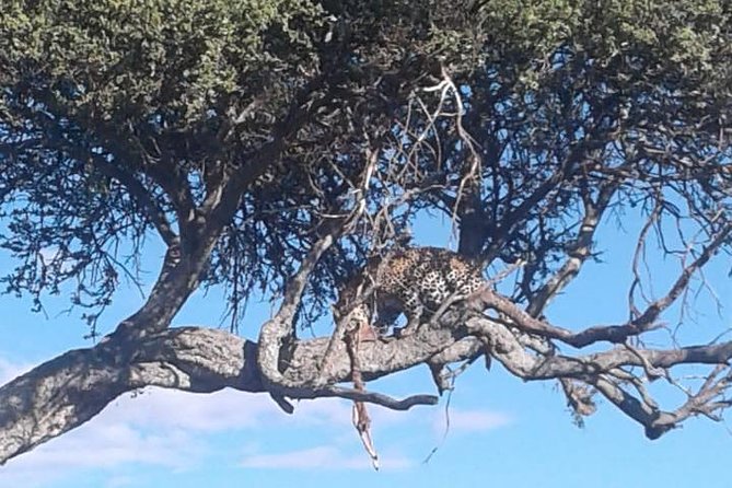 4 Days Wildebeest Migration Budget Safari Masai Mara - Frequently Asked Questions