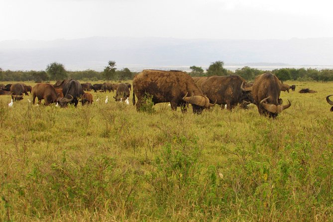 4X4 Lake Nakuru Day Trip Safari – & Optional Lake Naivasha Boat - The Sum Up
