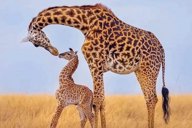 5-Day Lake Manyara, Serengeti, Ngorongoro Crater and Tarangire - Important Information