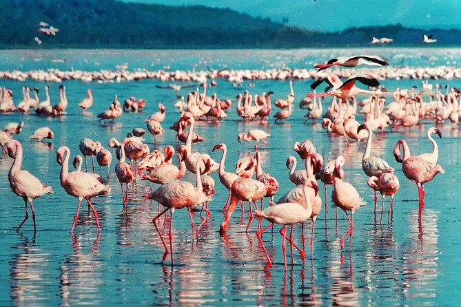 5-Day Masai Mara Lake Nakuru and Naivasha Small-group Safari Tour - Group Size and Operator