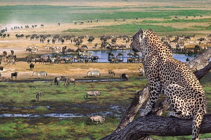 5 Day Serengeti Luxury Safari - The Sum Up