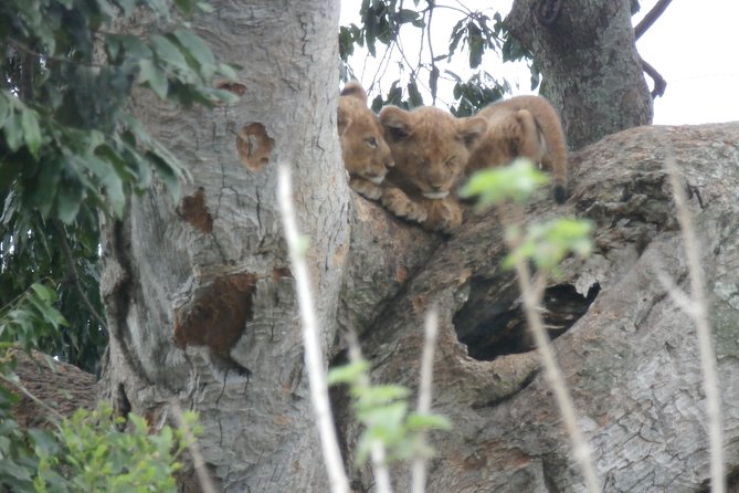 5 Days Gorillas and Chimpanzee Tracking - Frequently Asked Questions