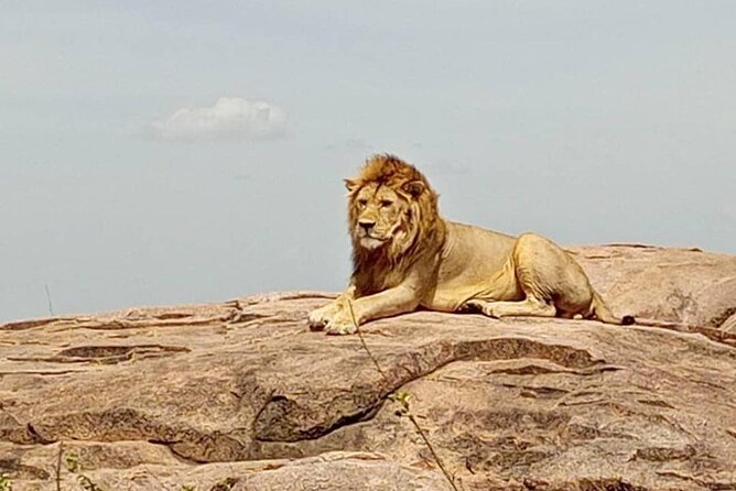 5 Days Safari In Serengeti And Ngorongoro - Reviews and Ratings