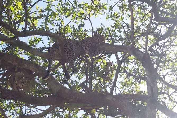 5 Days Safari Itinerary, Delight With Camping Game Drives in 3 National Parks - Booking and Pricing Information