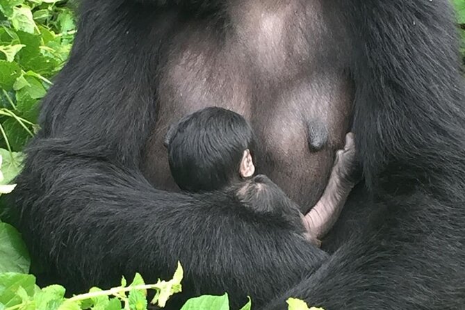 5 Days Uganda Primate And Gorilla Trekking Luxury Safari - Customer Reviews
