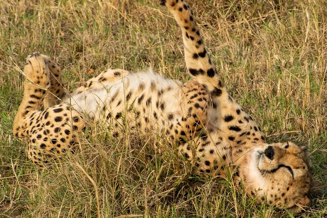 5 Hours Nairobi National Park Early Morning Private Tour - Pricing